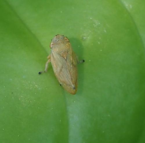 Philaenus spumarius